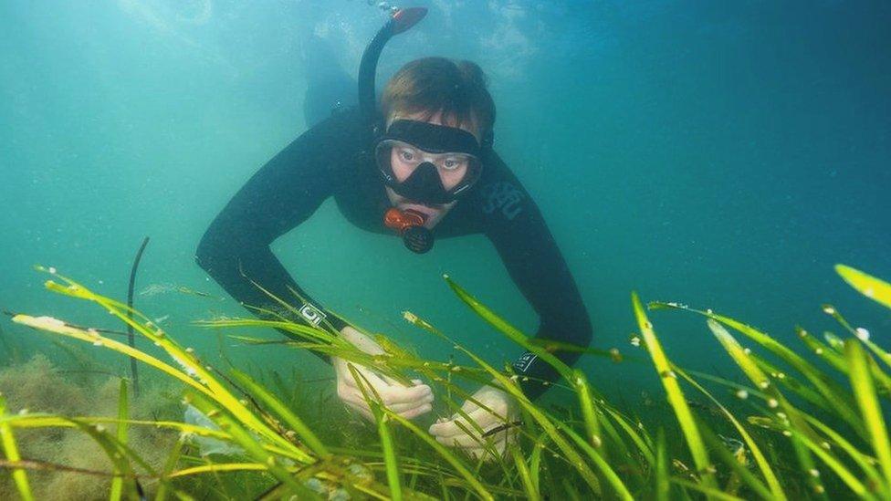 Una persona practicando esnórquel entre plantas de una pradera marina
