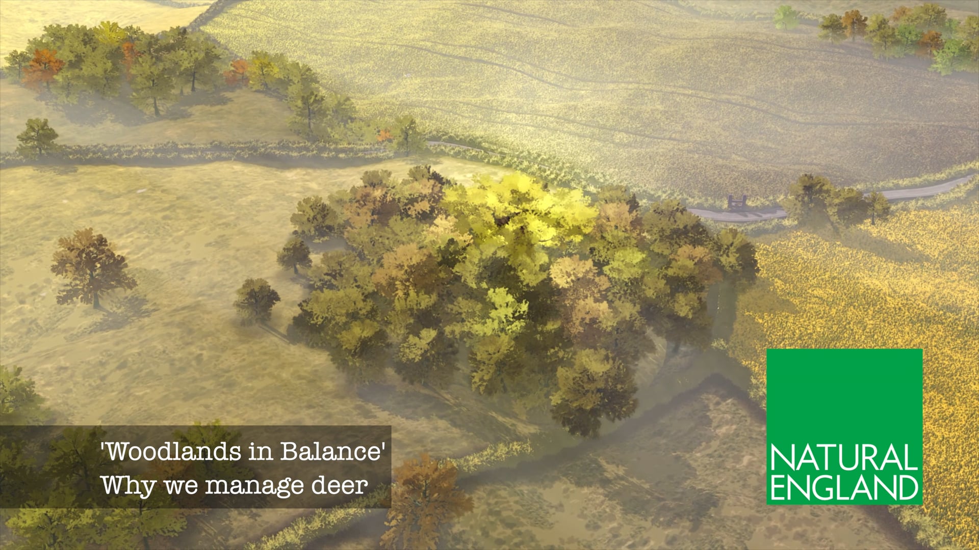 Imagen de la animación Bosques en equilibrio